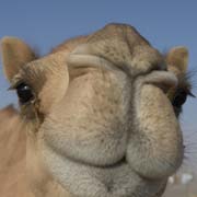 Inquisitive camel